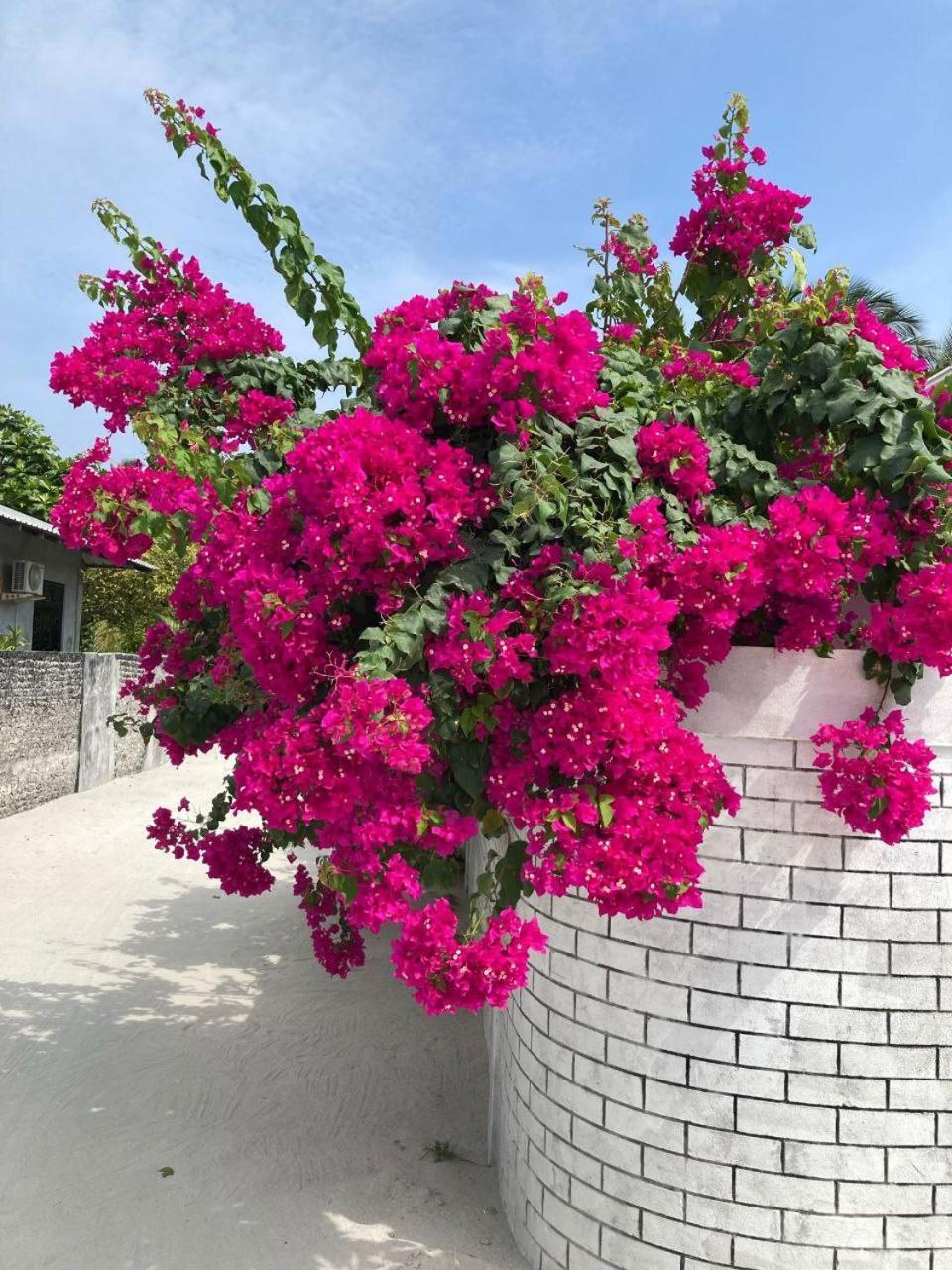 Gaskara Guesthouse Shaviyani Atoll Exterior photo